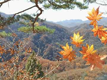 太原市城市社会经济调查队最新招聘信息概览